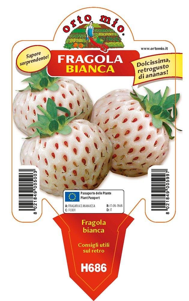 Fragola bianca n. 5 - 1 pianta v.10 - Orto Mio