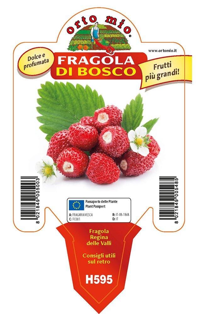 Fragola di Bosco Regina delle Valli - 1 pianta v.10 cm - Orto Mio