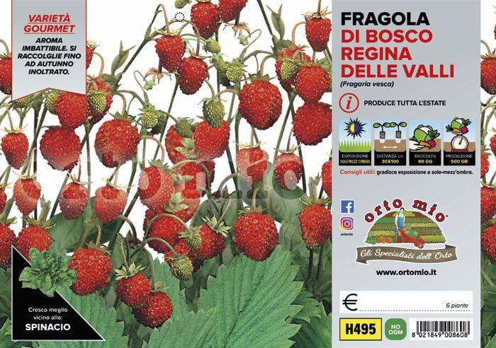 Fragola di Bosco Regina delle Valli - vaschetta 4 piante - Orto Mio