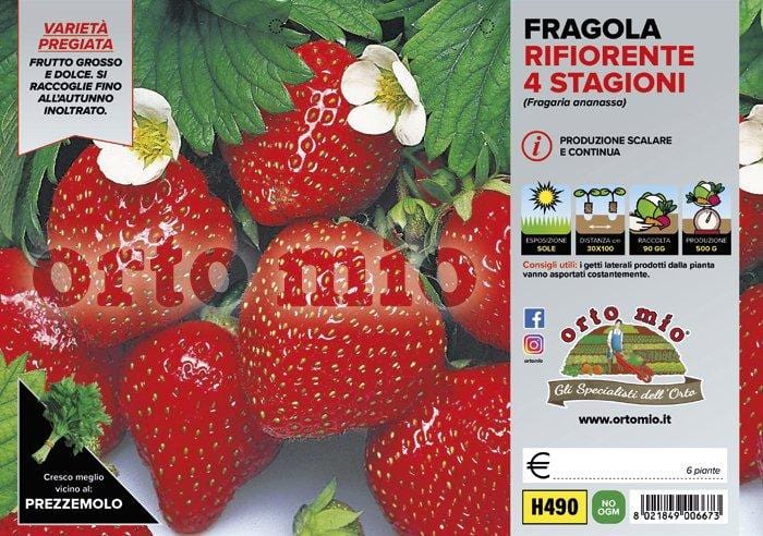 Fragola rifiorente 4 stagioni var. Malga - vaschetta 4 piante - Orto Mio
