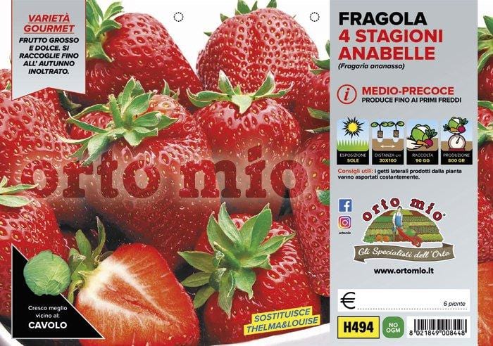 Fragola rifiorente 4 stagioni Anabelle - vaschetta 4 piante - Orto Mio