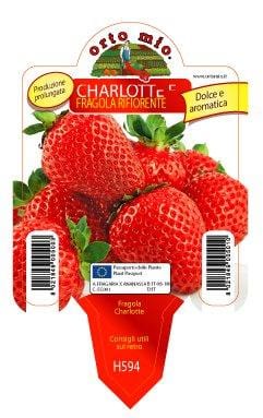 Fragola rifiorente Dulcinea quattro stagioni (ex Charlotte) - 1 pianta v. 10 cm - Orto Mio