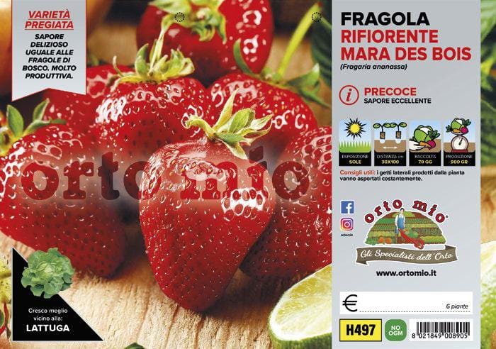 Fragola Rifiorente Mara des Bois - vaschetta 4 piante - Orto Mio