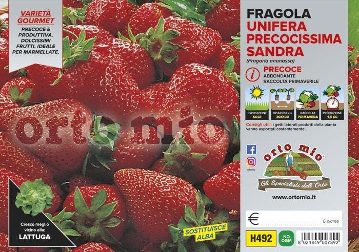 Fragola unifera precoce Sandra - vaschetta 4 piante - Orto Mio