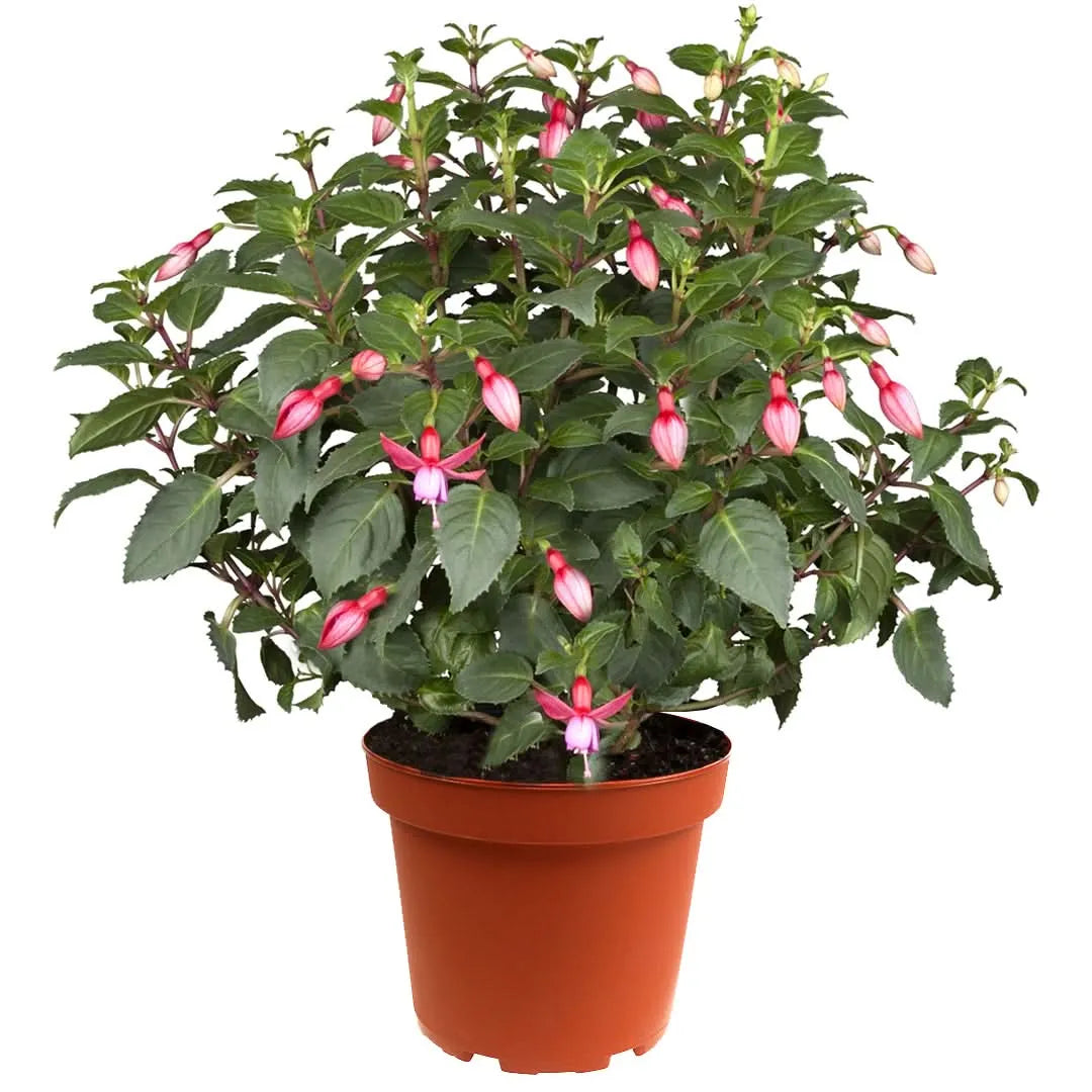 Fucsia D. 14 H.30 cm