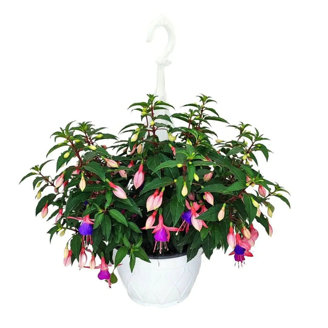 Fucsia Vaso basket D.19 H.40