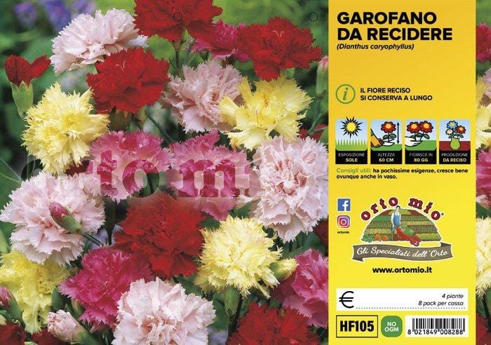 Garofano da recidere - 4 piante - Orto Mio