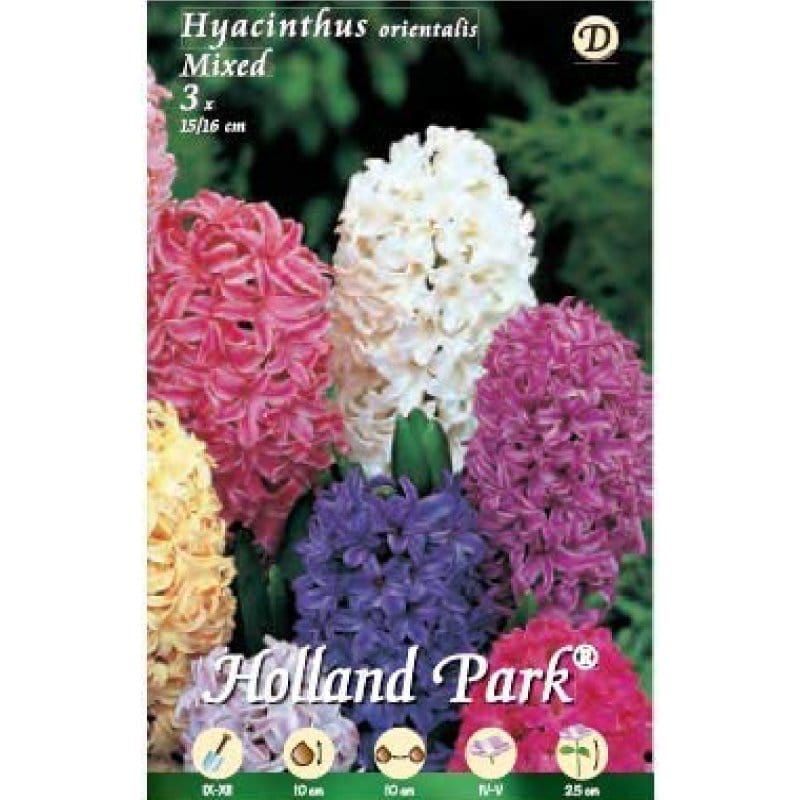 Giacinti Orientali Mixed - 3 Bulbi