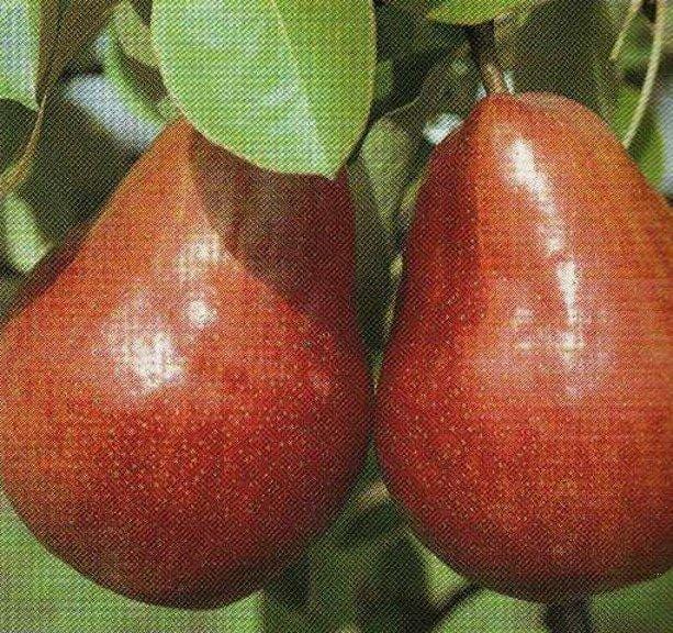 Giuggiolo a Frutto Grande - V. 20 cm - Apice Piante