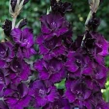 Gladioli Plumtart - 5 Bulbi