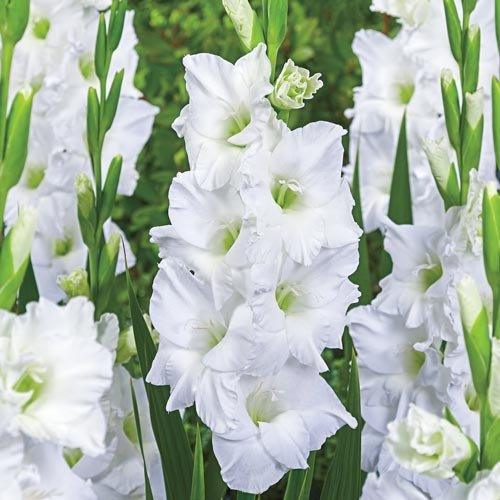 Gladioli White Prosperity - 5 Bulbi