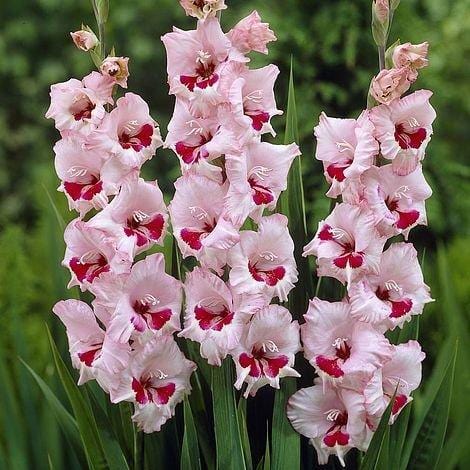 Gladioli Wine e Roses - 5 Bulbi