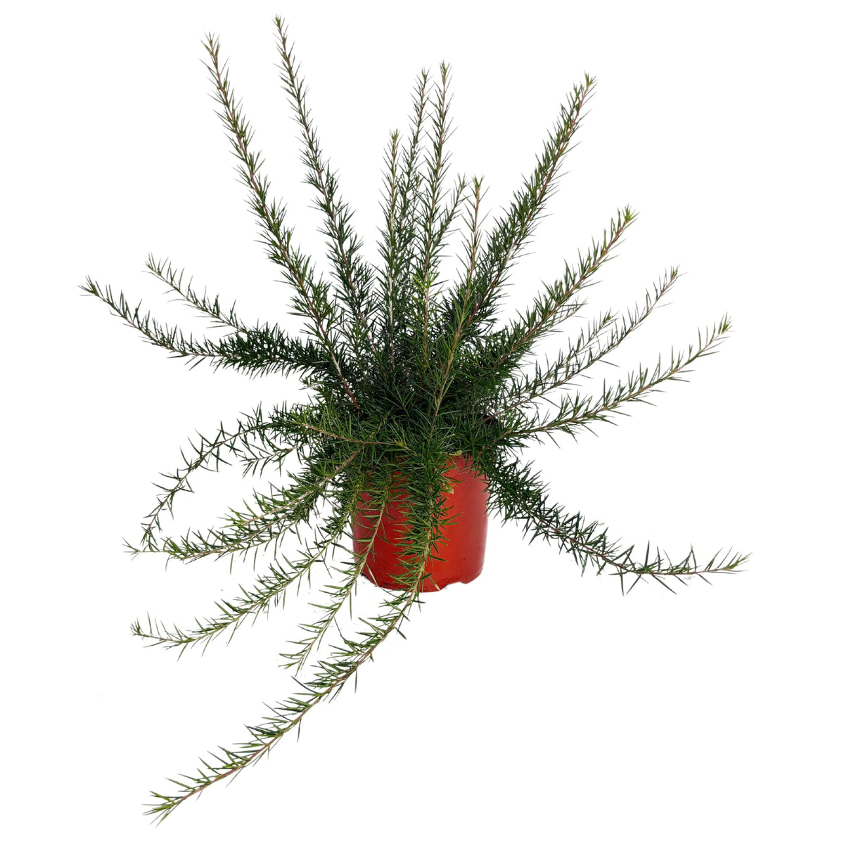 Grevillea Juniperina