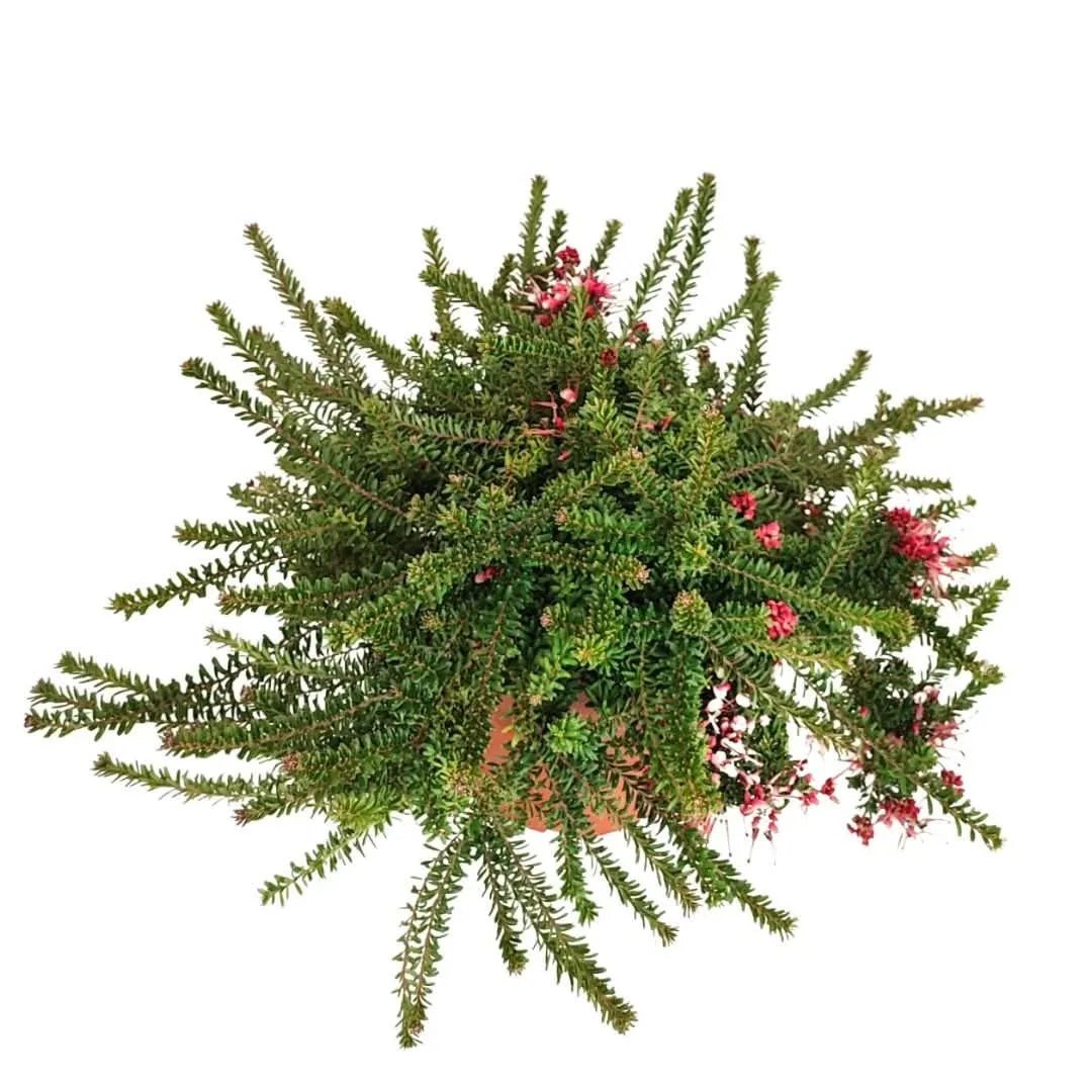Grevillea Mount Tamboritha D. 24 H. 60 CM