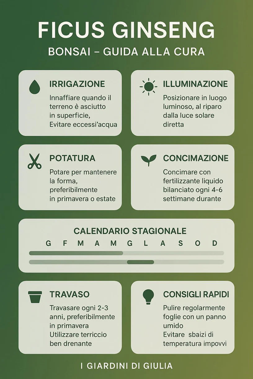 Bonsai ficus ginseng in vaso a Riserva  Echo