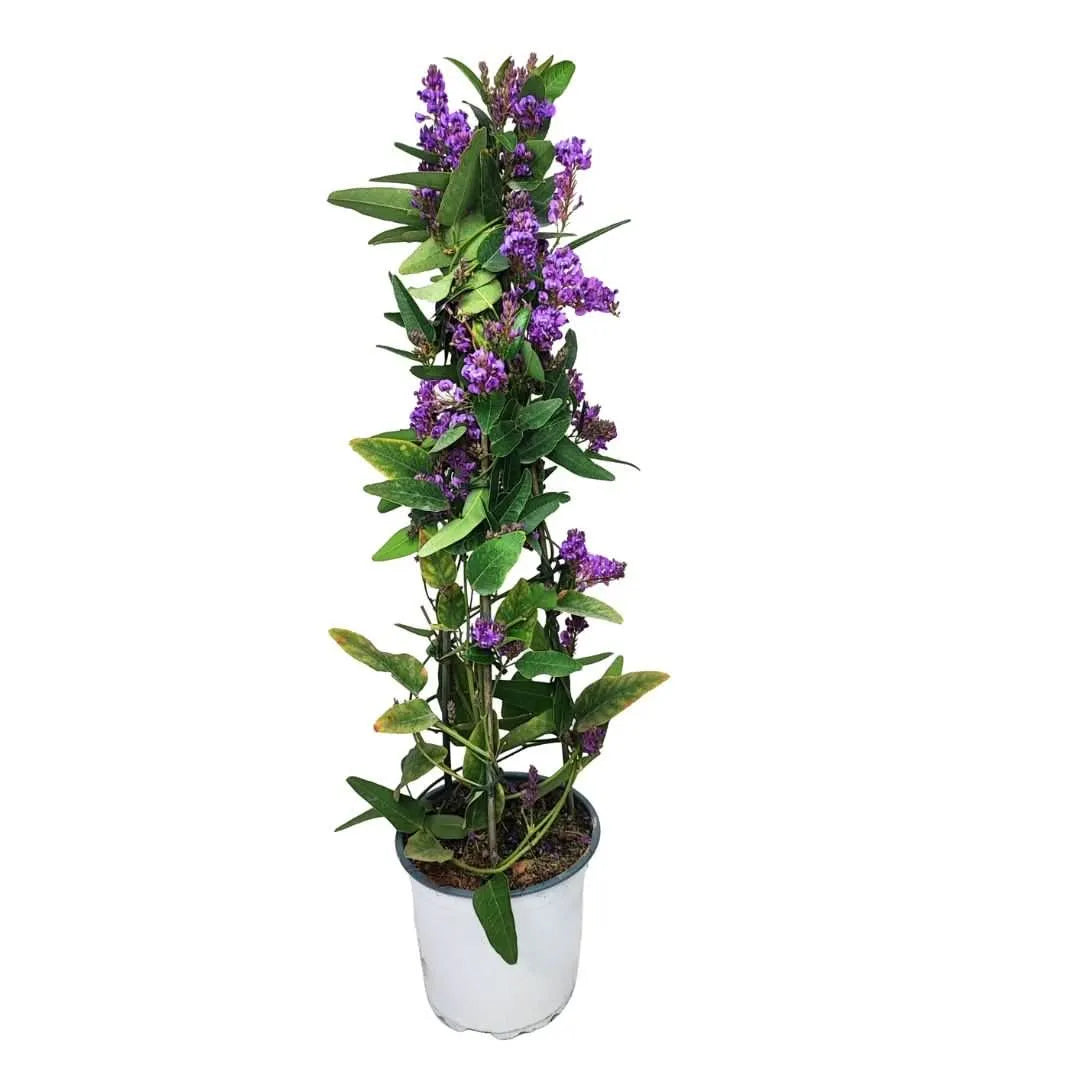 Hardenbergia