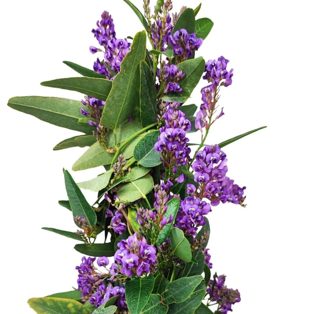 Hardenbergia