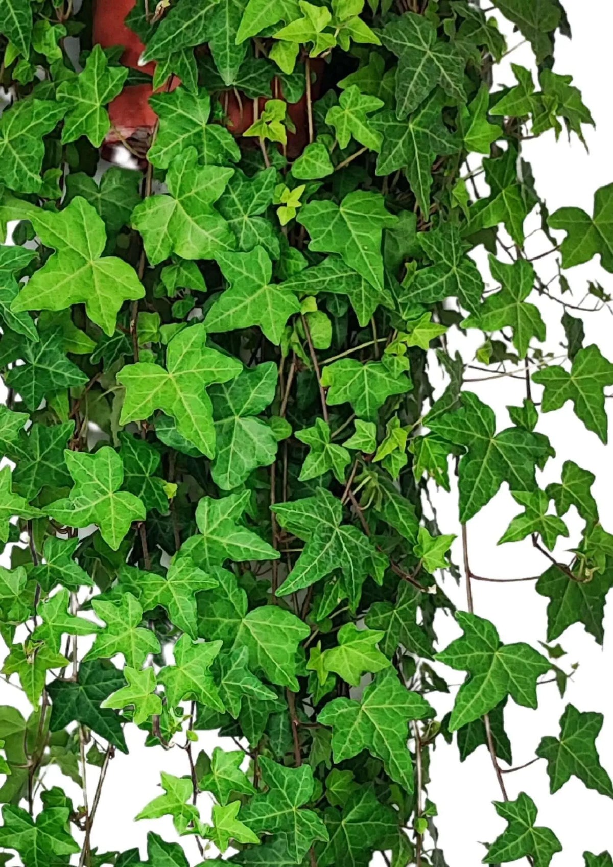 Edera (Hedera Helix) Pendente altezza Pianta 60 cm