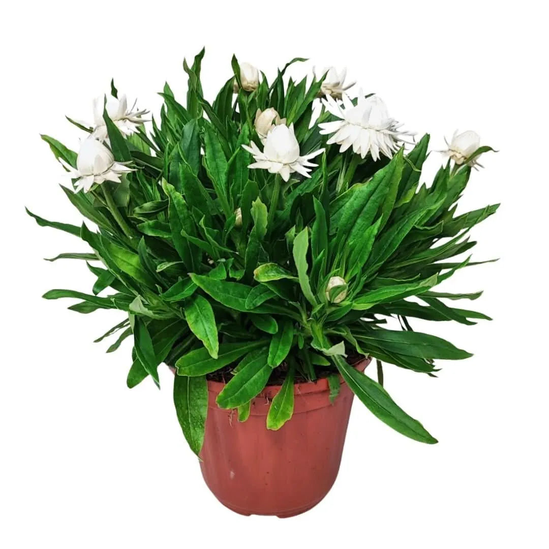 Set 3 piante di Helichrysum