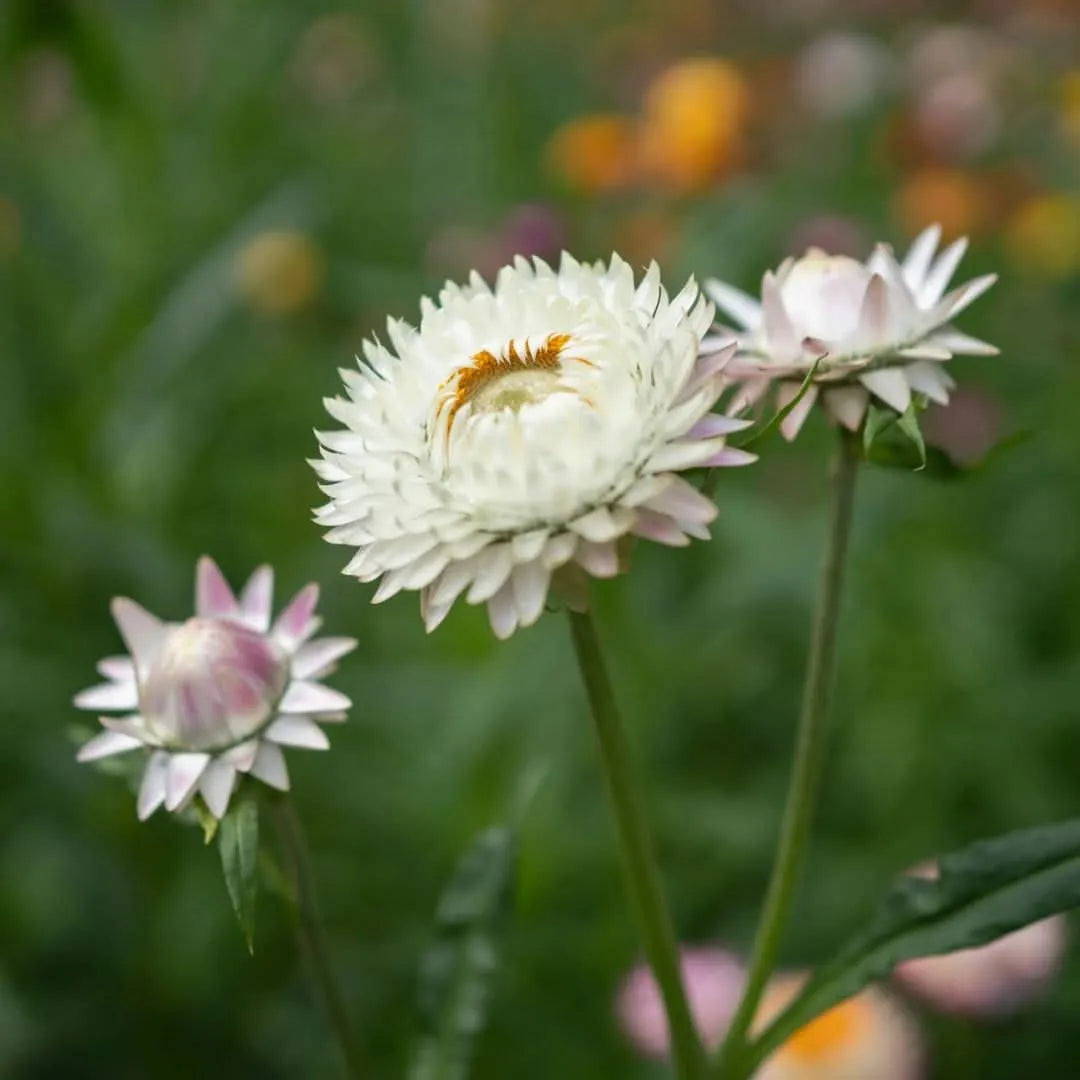 Set 3 piante di Helichrysum