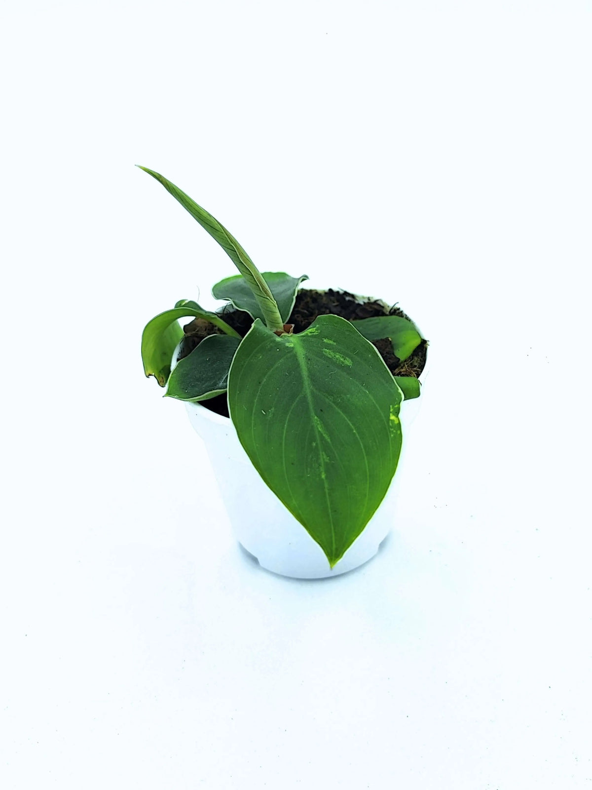 Homalomena Camouflage