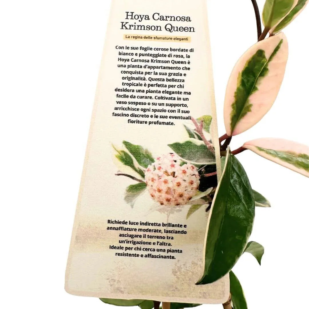 Hoya carnosa krimson queen in vaso conca pure 17 cm