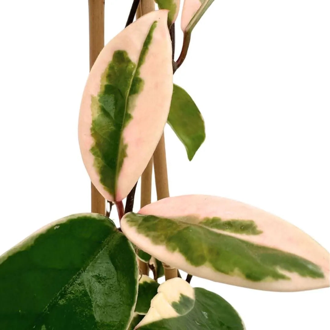 Hoya carnosa krimson queen in vaso conca pure 17 cm