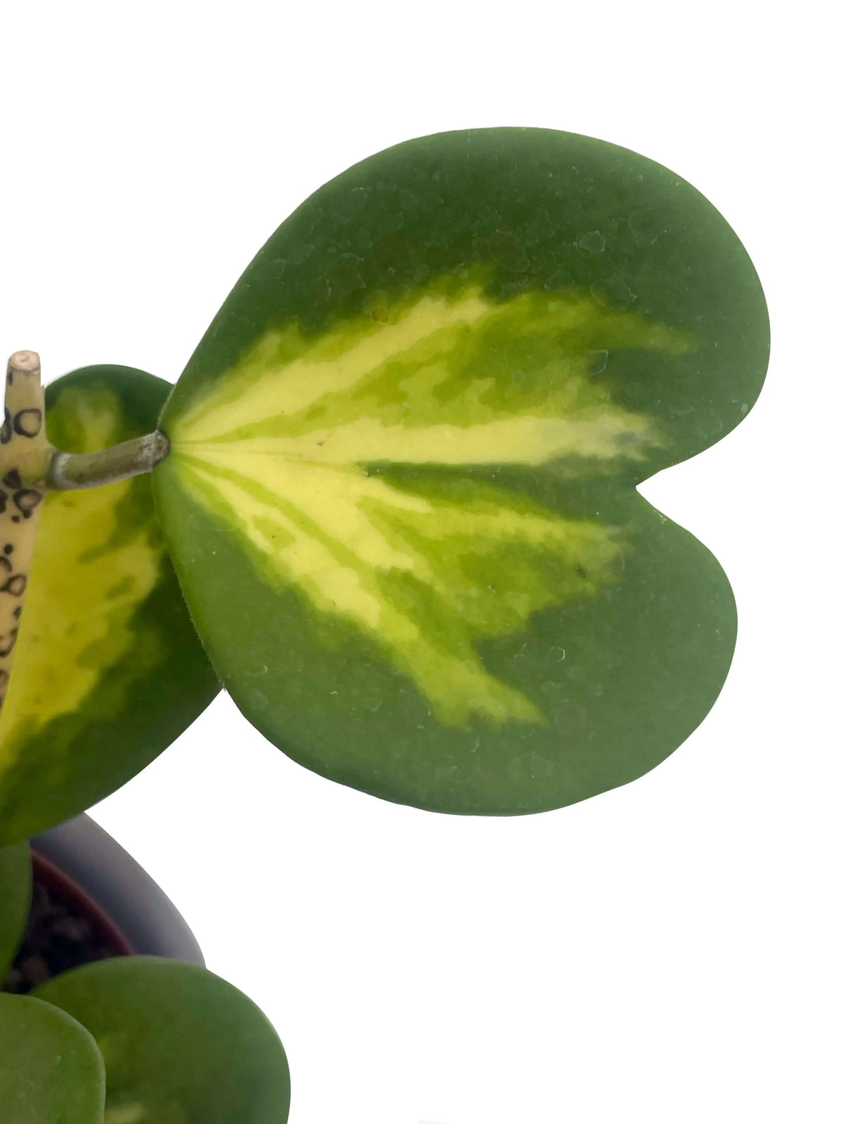 Hoya Kerrii Variegata in vaso