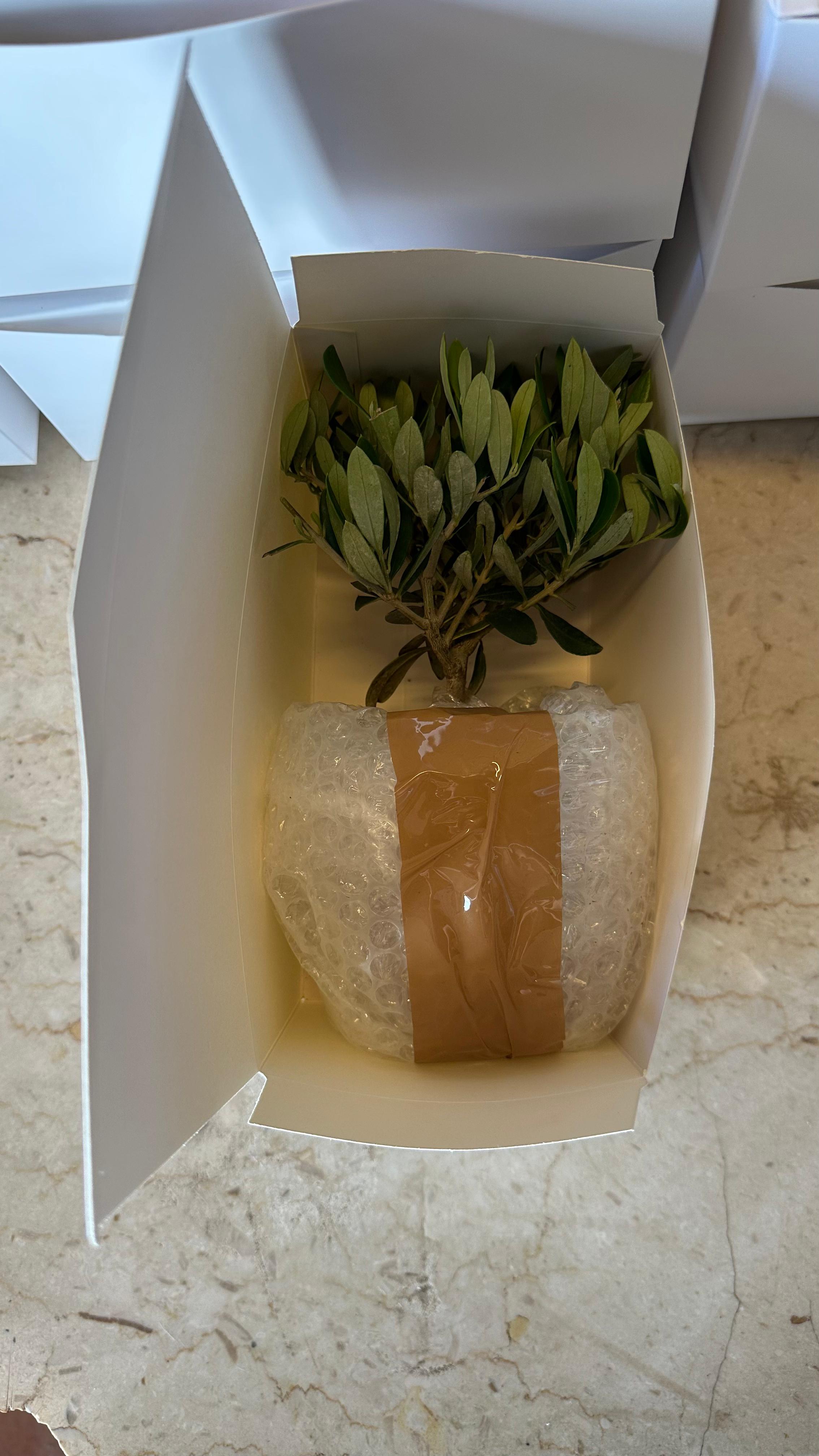 Piantina di Ulivo in Vaso Vetro varie misure per bomboniere