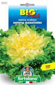 Indivia Scarola Batavia Maraichere - Semi Big Pack - L'Ortolano