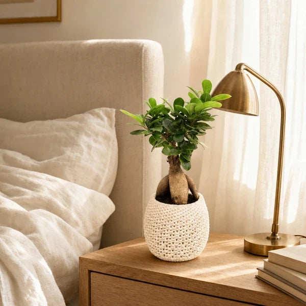 Bonsai Ficus Ginseng vaso ceramica Kira