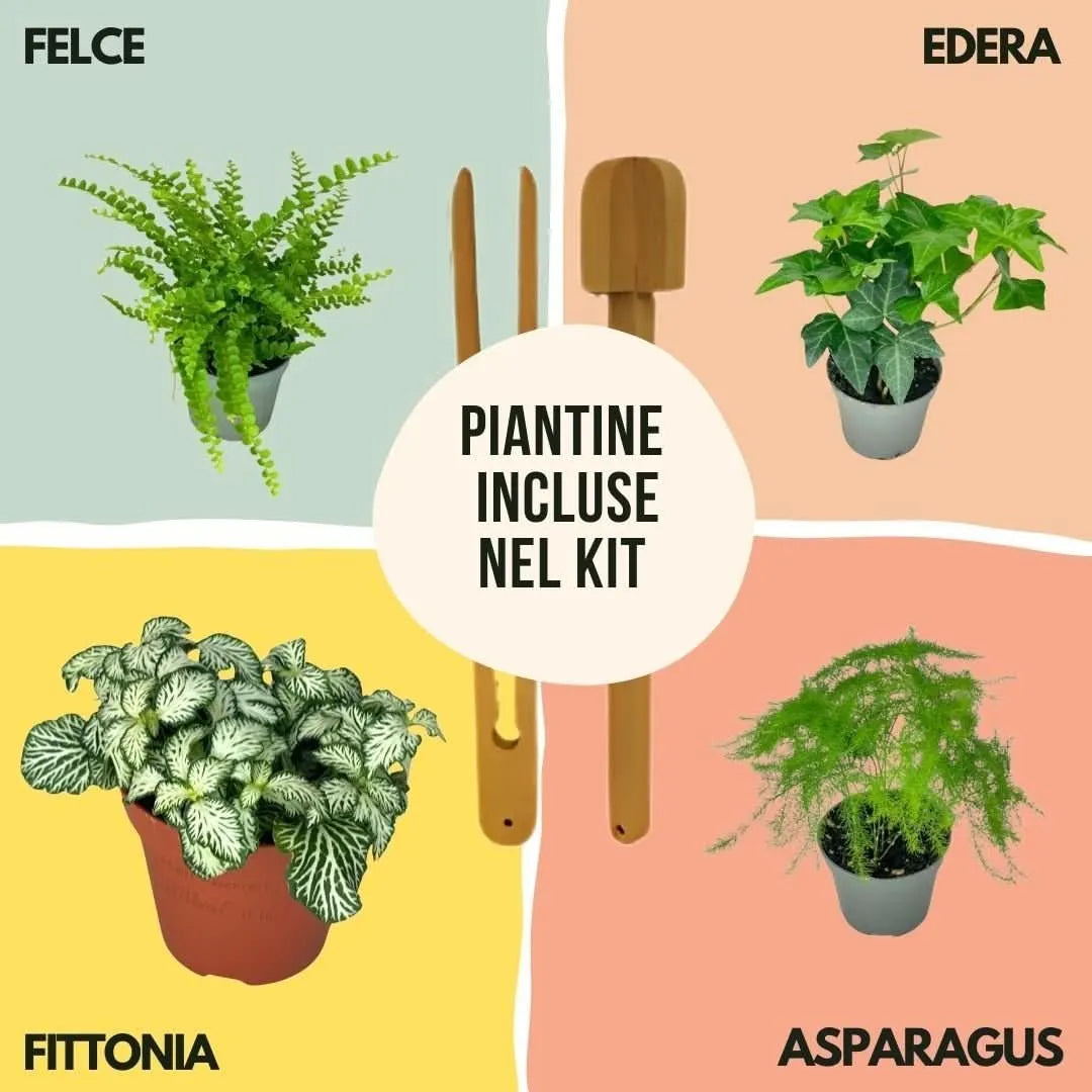 Kit Fai Da Te Terrarium Completo Geometrico  Florine