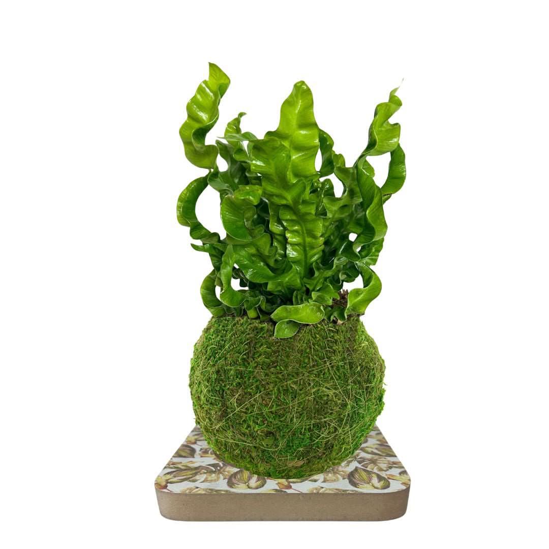 Kit Kokedama Fai da te Asplendium Crispy Wave Tutto incluso