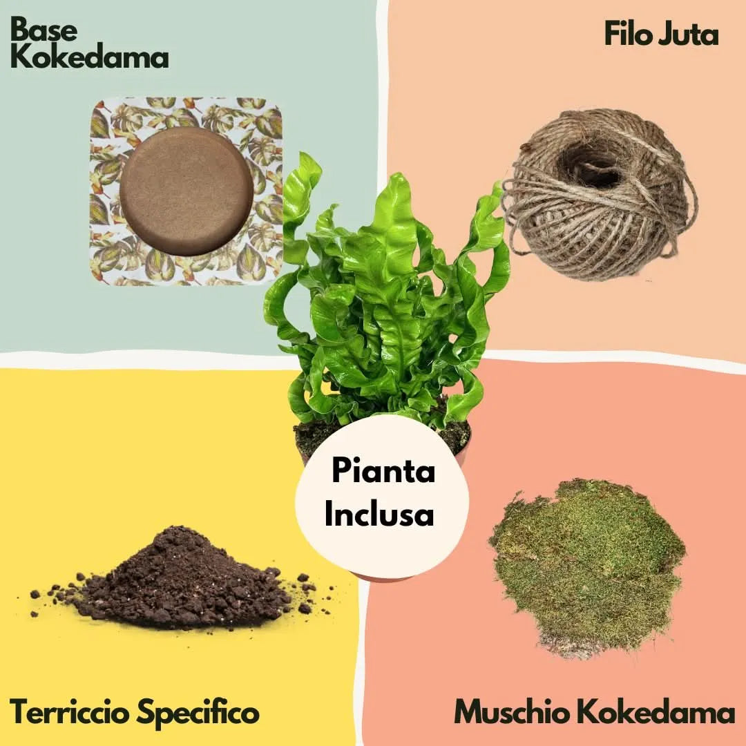 Kit Kokedama Fai da te Asplendium Crispy Wave Tutto incluso
