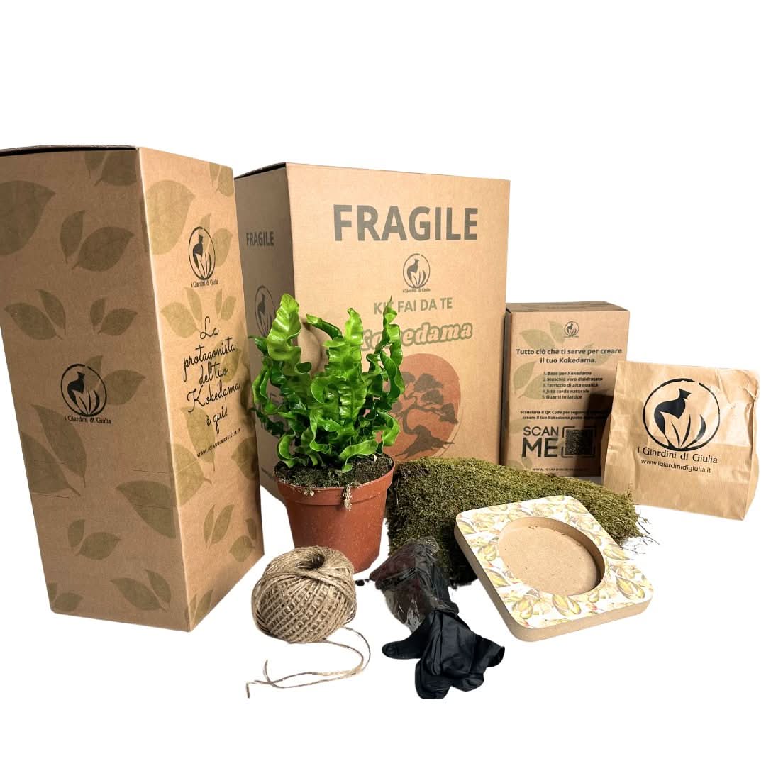 Kit Kokedama Fai da te Asplendium Crispy Wave Tutto incluso