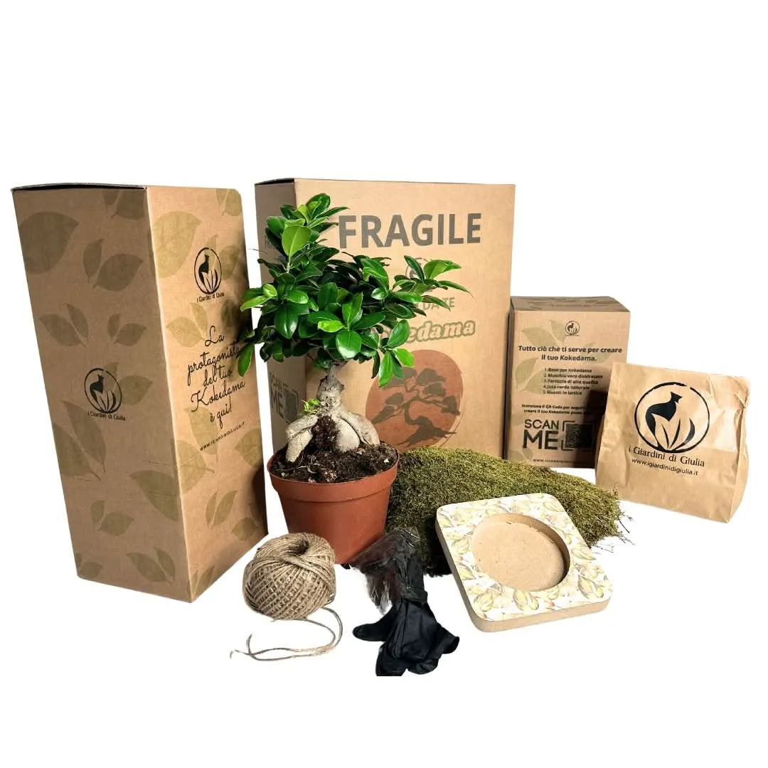Kit Kokedama Fai da te Bonsai Ginseng Tutto Incluso