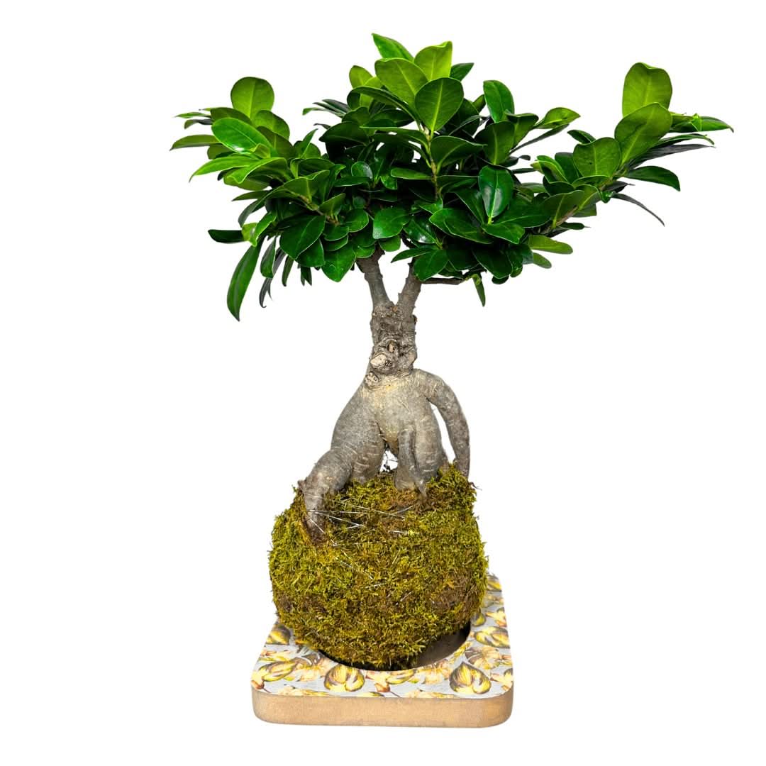 Kit Kokedama Fai da te Bonsai Ginseng Tutto Incluso