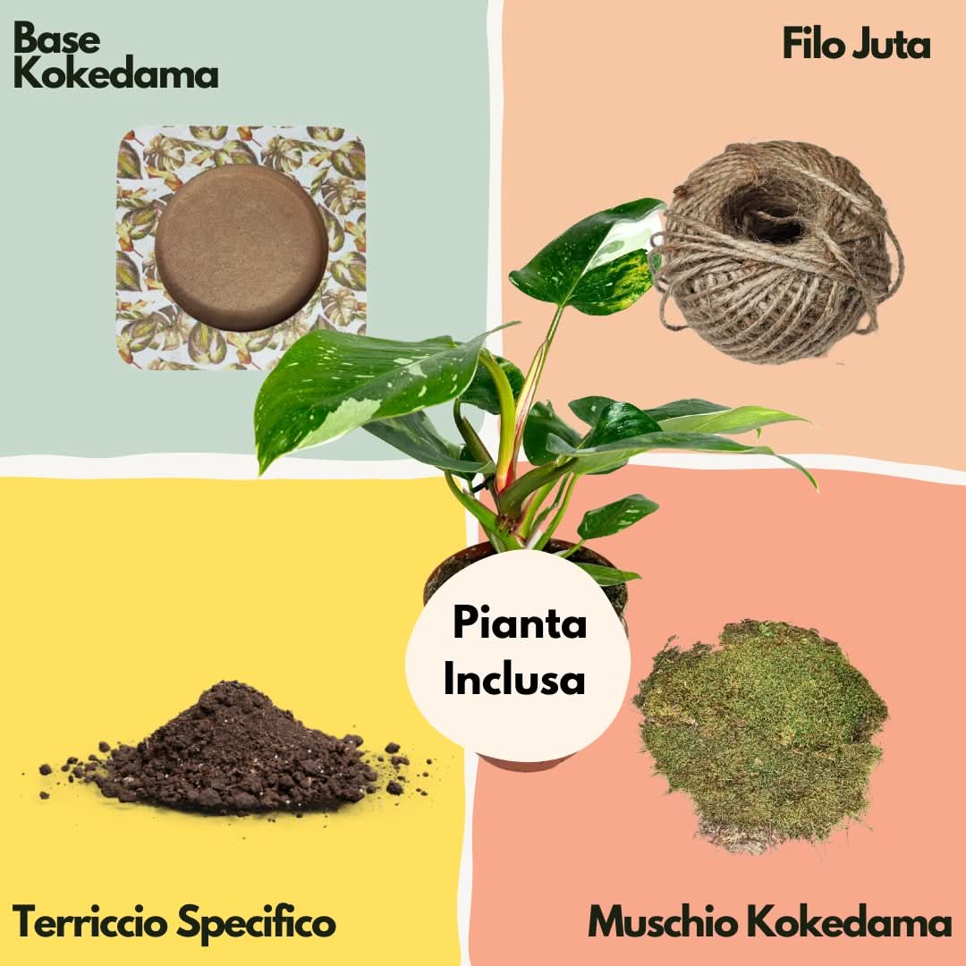 Kit Kokedama Fai da te Philodendro White Wave  Tutto incluso