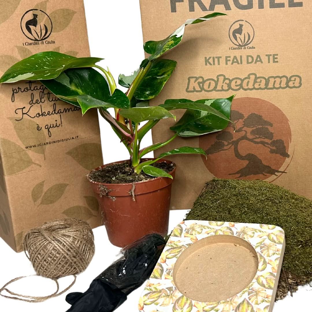 Kit Kokedama Fai da te Philodendro White Wave  Tutto incluso