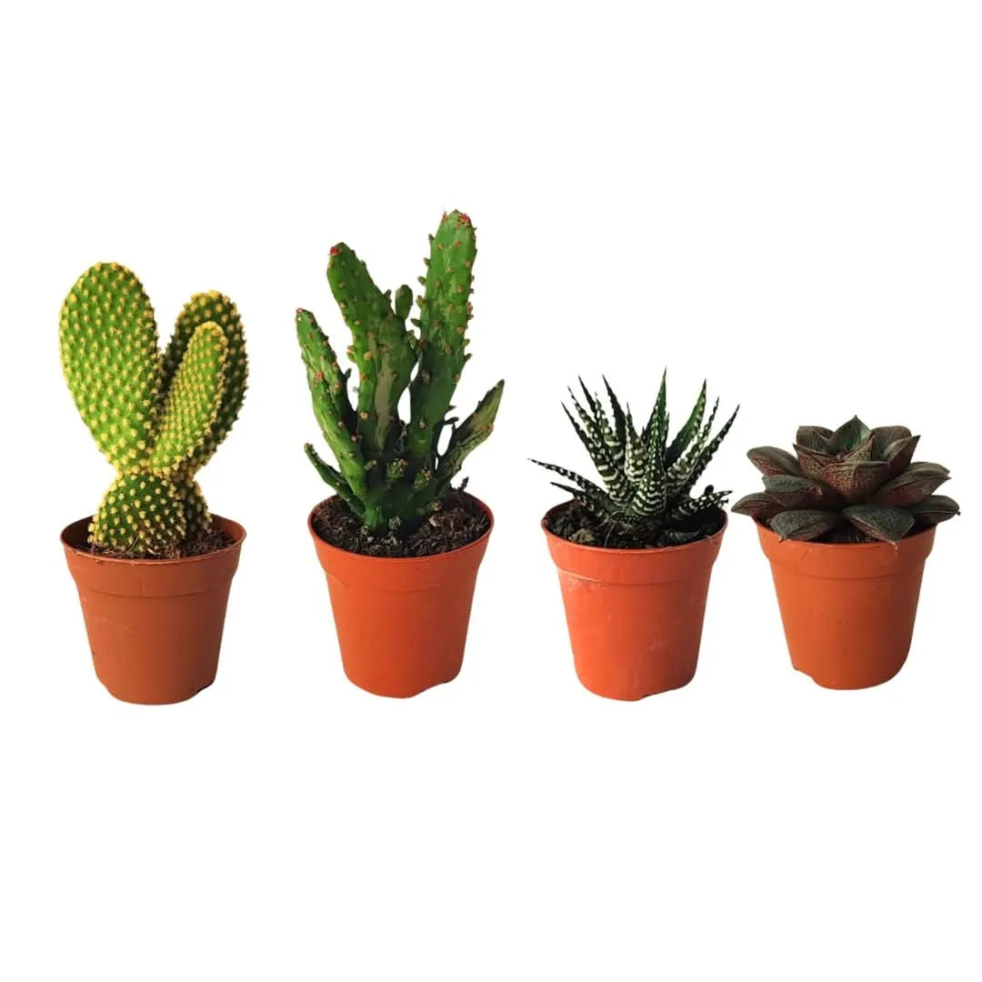 Kit piantine grasse per terrarium