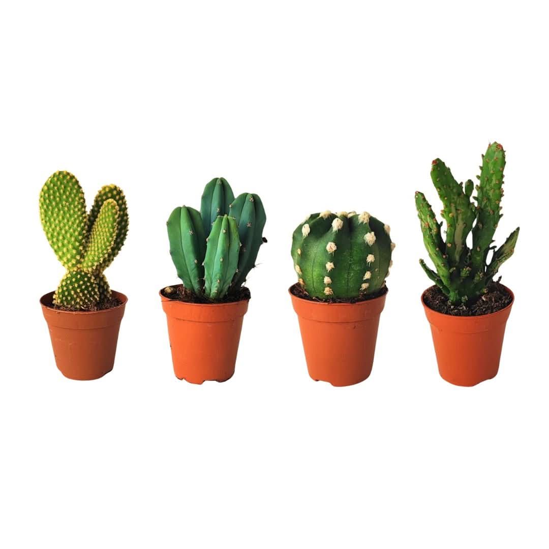 Kit piantine grasse per terrarium