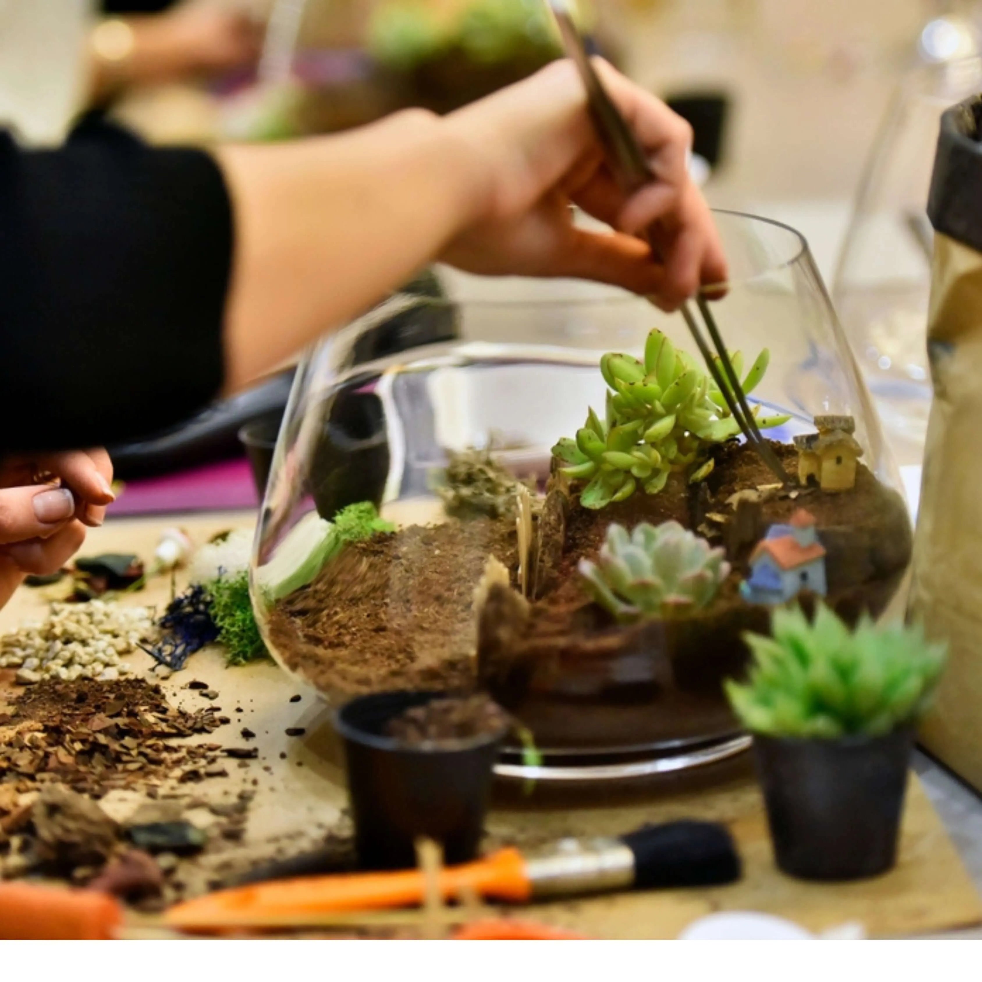 Kit terrarium fai da te con piante grasse completo