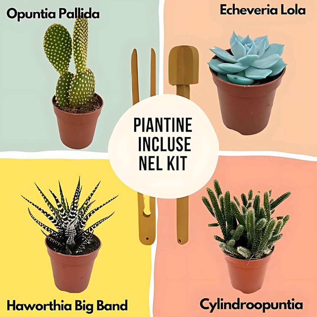 Kit terrarium fai da te con piante grasse completo