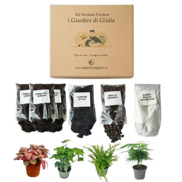 Kit per terrarium fai da con piantine senza contenitore