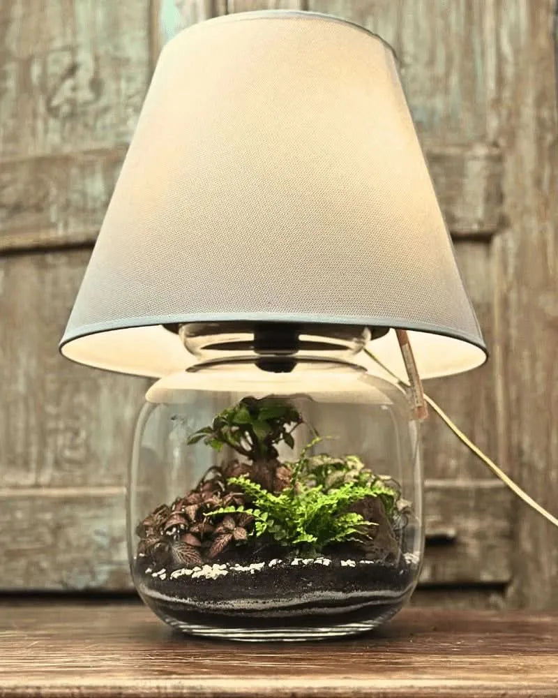 Kit Terrarium Lamparium Grande con piante verdi