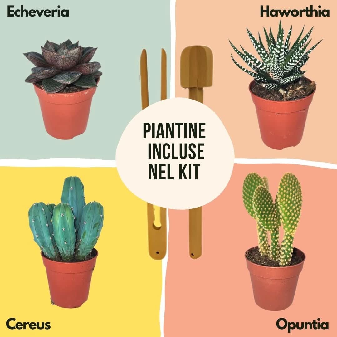 Kit Terrarium Lamparium Grande con piante grasse