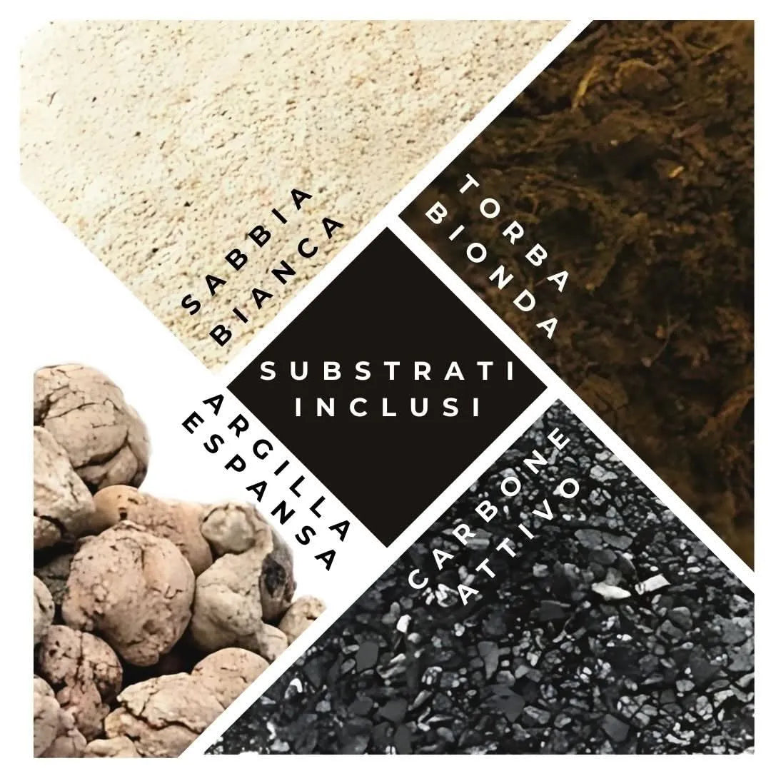 Kit Terrarium Lamparium Medio con piante grasse