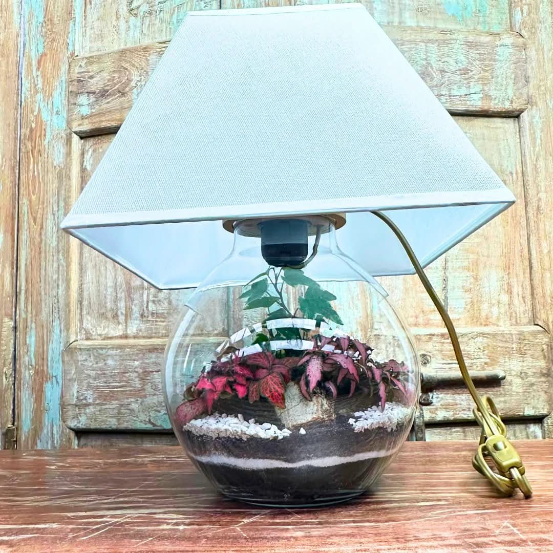 Kit Terrarium Lamparium Medio con piante verdi
