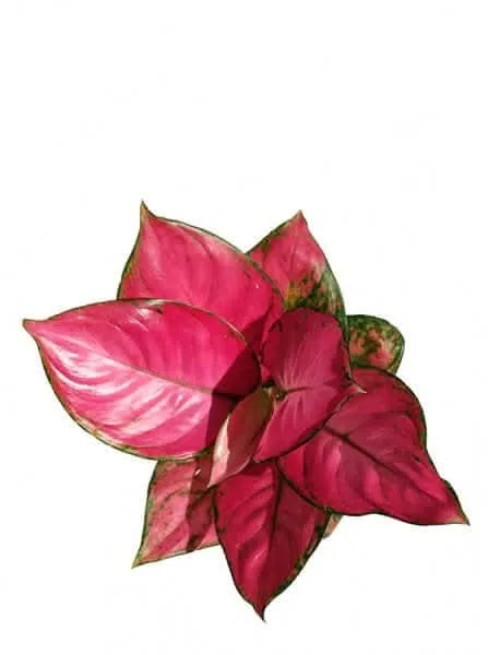 Kokedama Aglaonema Lucky Red