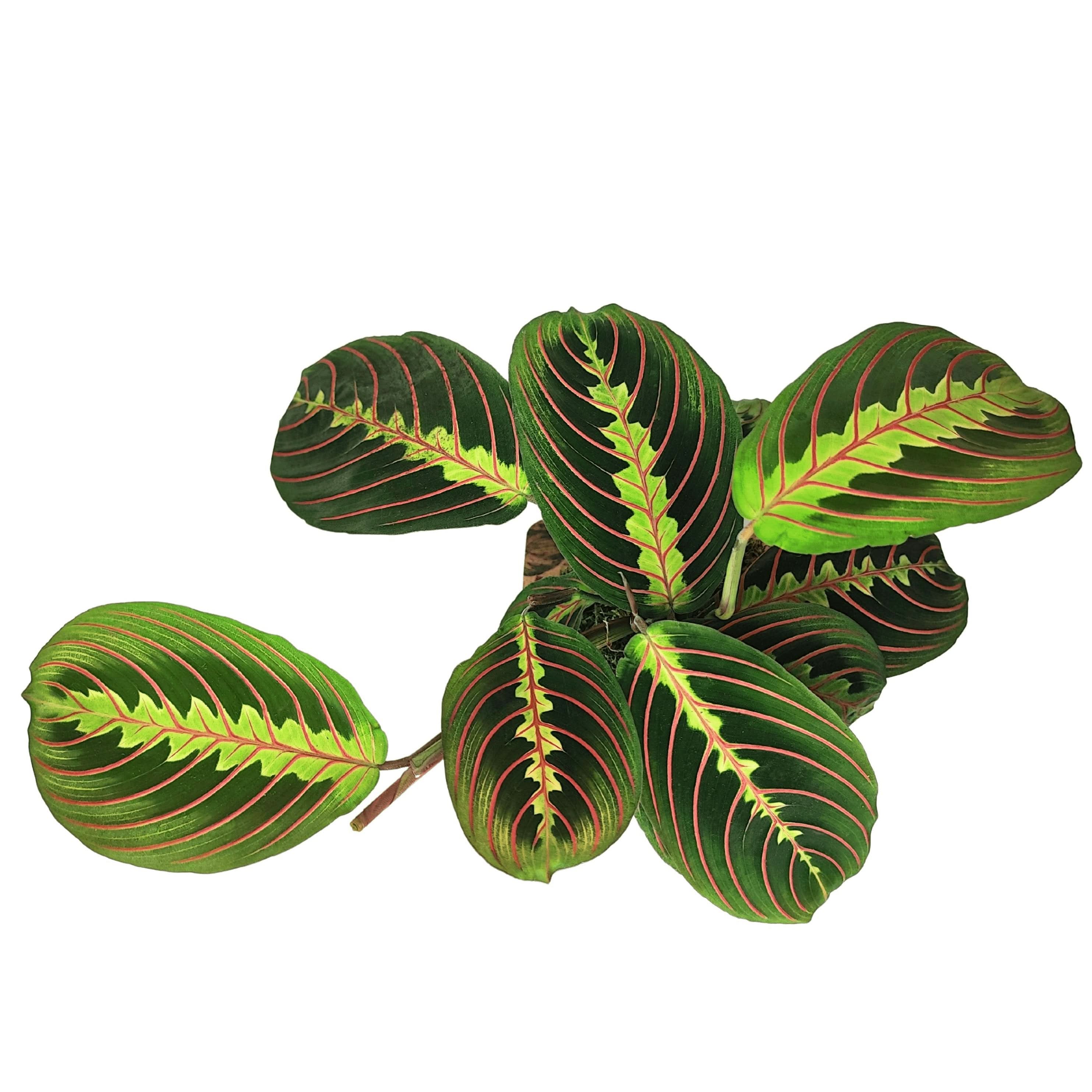 Kokedama Maranta